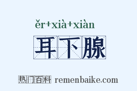 耳下腺是什么意思的图片